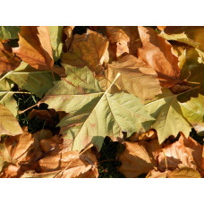 Herfstbladeren - foto C
