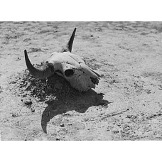 Bisonschedel voor zweethut - Cheyenne - 1941