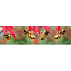 Bijen - fotoprint2