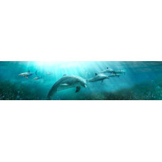 Dolfijnen - fotoprint