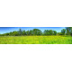 Grasland met bomen - panoramische fotoprint