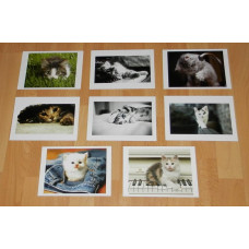 8 Kitten kaarten - set A