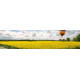 Koolzaadveld met luchtballon - panoramische fotoprint