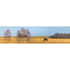 Paard in weiland - panoramische fotoprint