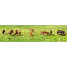 Paarden - panoramische fotoprint