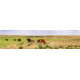 Paardenvallei - panoramische fotoprint