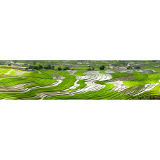 Terrassen landbouw 1 - panoramische fotoprint