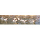 Watervogels - fotoprint
