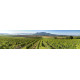 Wijnvelden - panoramische fotoprint