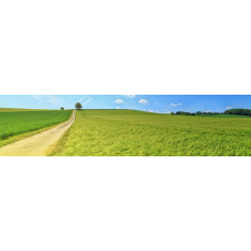 Zandweg langs graanveld - panoramische fotoprint