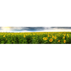 Zonnebloemen 1 - panoramische fotoprint