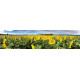 Zonnebloemen 2 - panoramische fotoprint