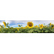 Zonnebloemen 3 - panoramische fotoprint
