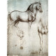 Paard studie - Leonardo Da Vinci