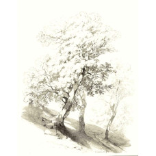 Drie bomen - Alexandre Calame - ca. 1850