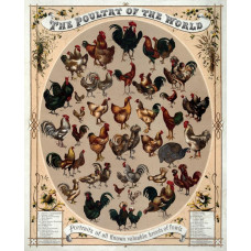 Pluimvee van de Wereld poster - 1868